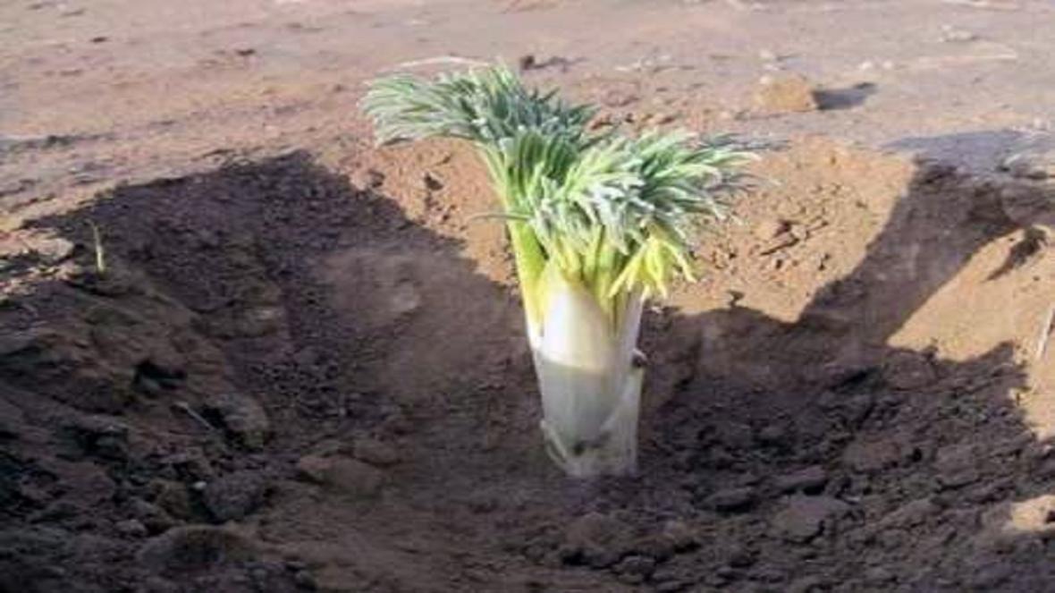 کما؛ گیاهی برای درمان هیستری و تسکین درد کمر کما؛ گیاهی برای درمان هیستری و تسکین درد کمر