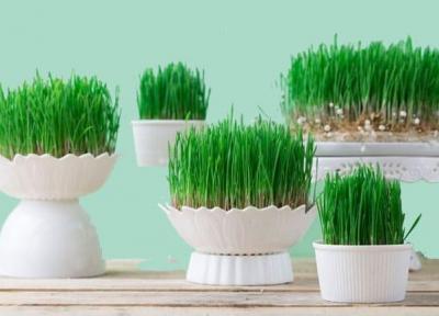 آموزش کاشت سبزه عدس پرپشت و زیبا برای عید