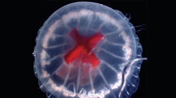کشف جانوری عجیب در ژاپن، این عروس دریایی در شکمش صلیب دارد