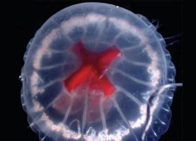 کشف جانوری عجیب در ژاپن، این عروس دریایی در شکمش صلیب دارد
